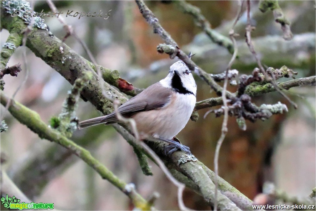 Sýkora parukářka - Lophophanes cristatus - Foto Robert Kopecký