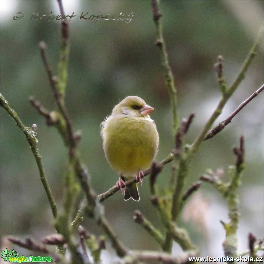 Zvonek zelený - Carduelis chloris - Foto Robert Kopecký