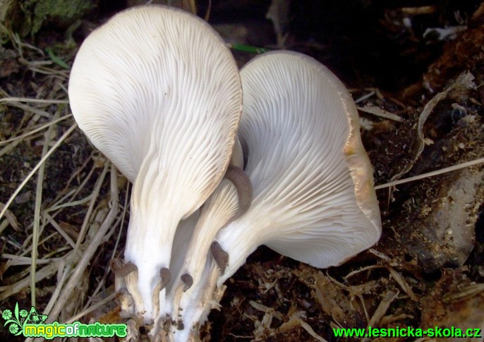 Hlíva ústřičná - Pleurotus ostreatus (1) - Foto Miroslav Traxler