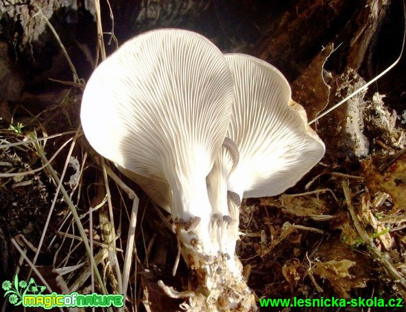 Hlíva ústřičná - Pleurotus ostreatus - Foto Miroslav Traxler