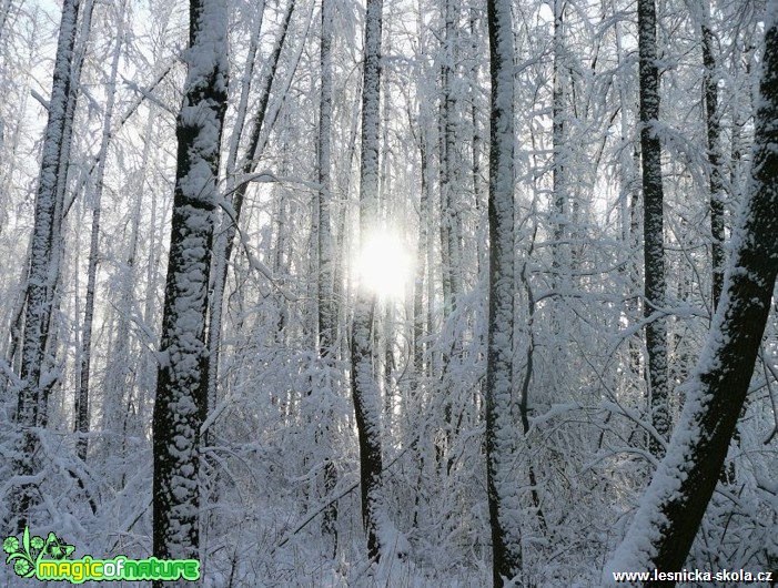 Zima - Foto Pavel Stančík (1)