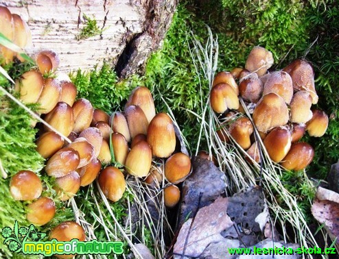 Hnojník třpytivý - Coprinellus micaceus - Foto Miroslav Traxler