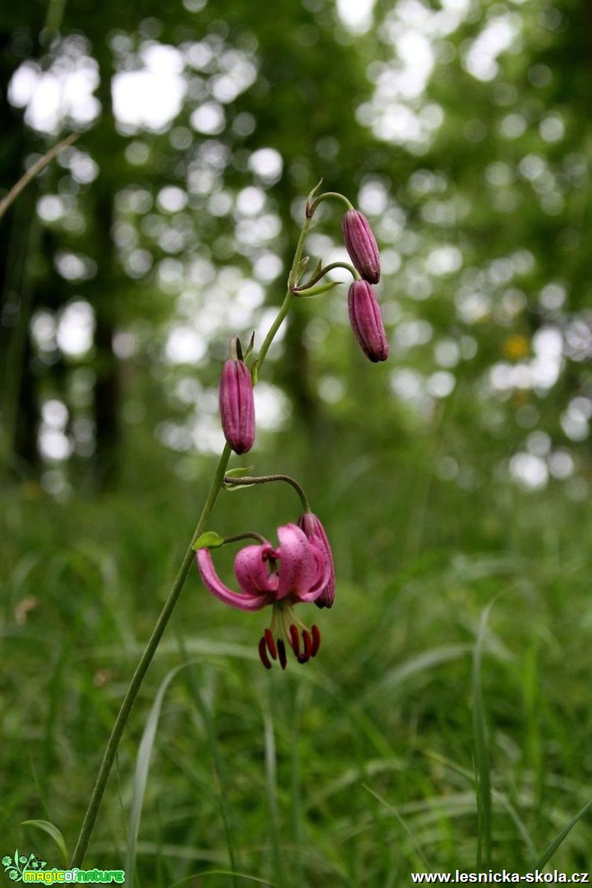 Lilie zlatohlavá - Lilium martagon - Foto Vladimír Petřina (2)