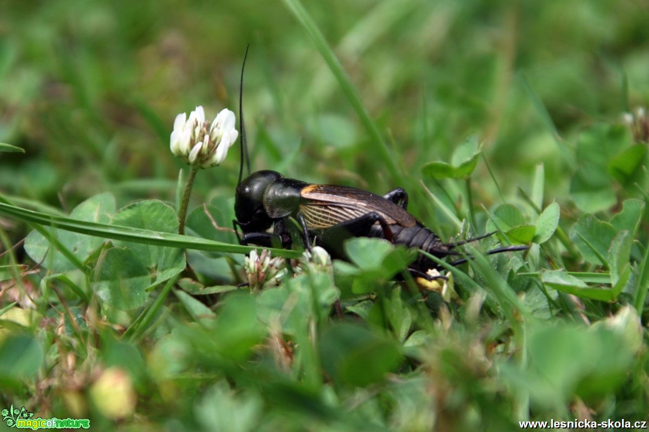 Cvrček polní - Gryllus campestris - Foto Vladimír Petřina