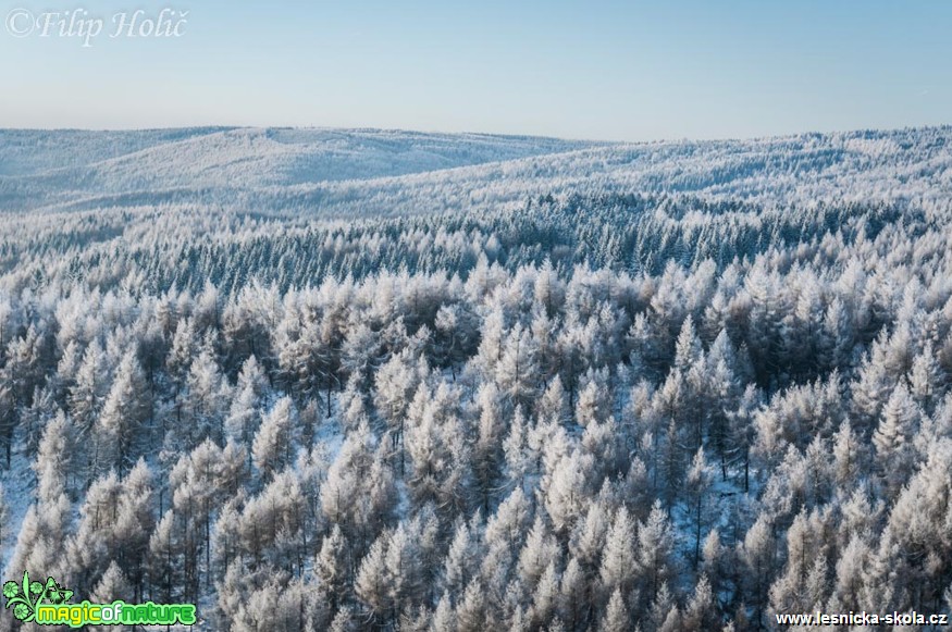 Lesy pod Soví vyhlídkou - Foto Filip Holič