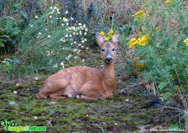 Srnec obecný - srna - Capreolus capreolus - Foto Miloslav Míšek