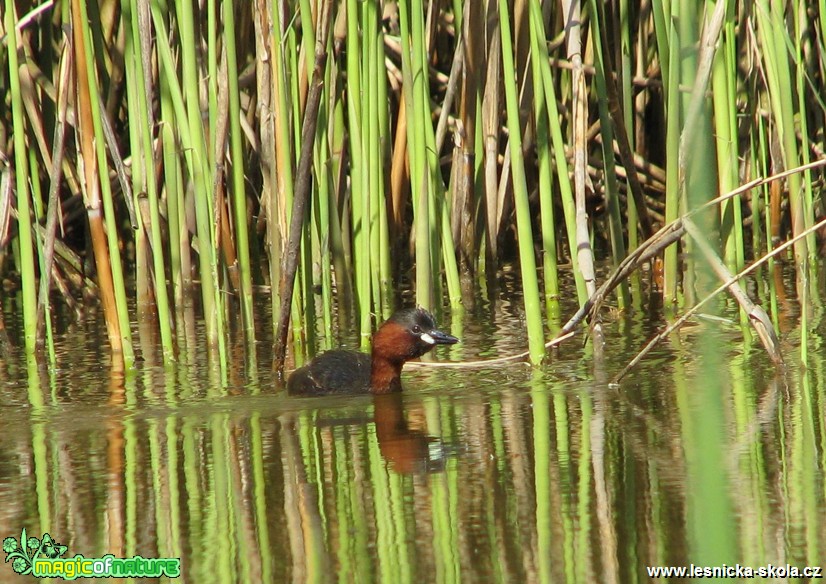 Potápka malá - Tachybaptus ruficollis - Foto Miloslav Míšek