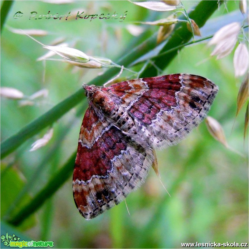 Píďalka jitrocelová - Xanthorhoe spadicearia - Foto Robert Kopecký