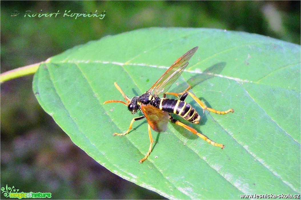 Pilatka krtičníková - Tenthredo scrophulariae - Foto Robert Kopecký