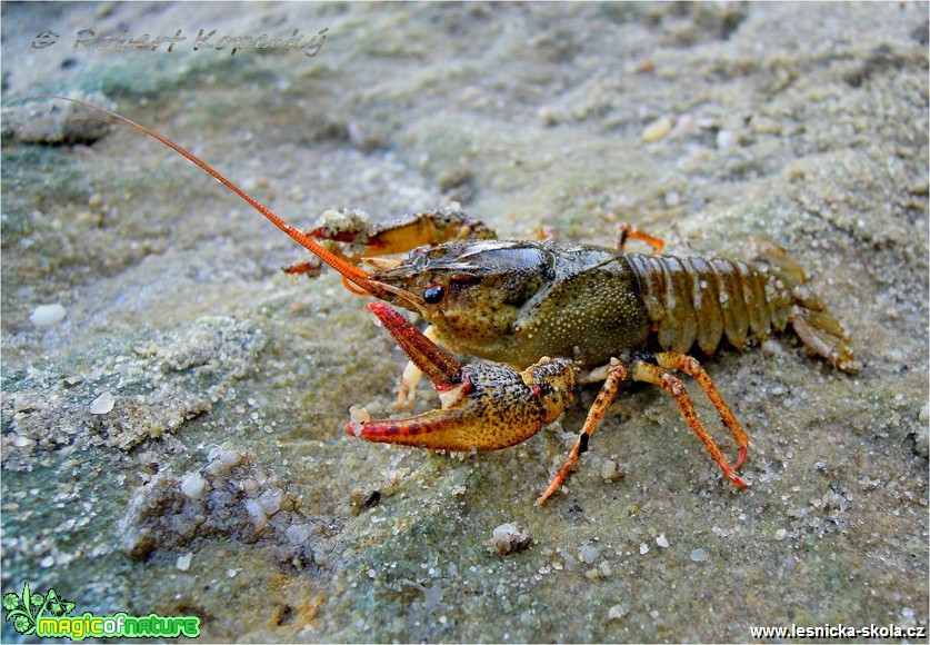 Rak bahenní - Astacus leptodactylus - Foto Robert Kopecký