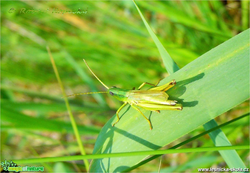 Saranče zlatavá - Chrysochraon dispar ♂ - Foto Robert Kopecký