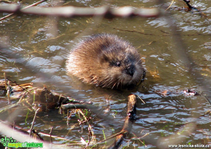 Ondatra pižmová - Ondatra zibethica - Foto Miloslav Míšek