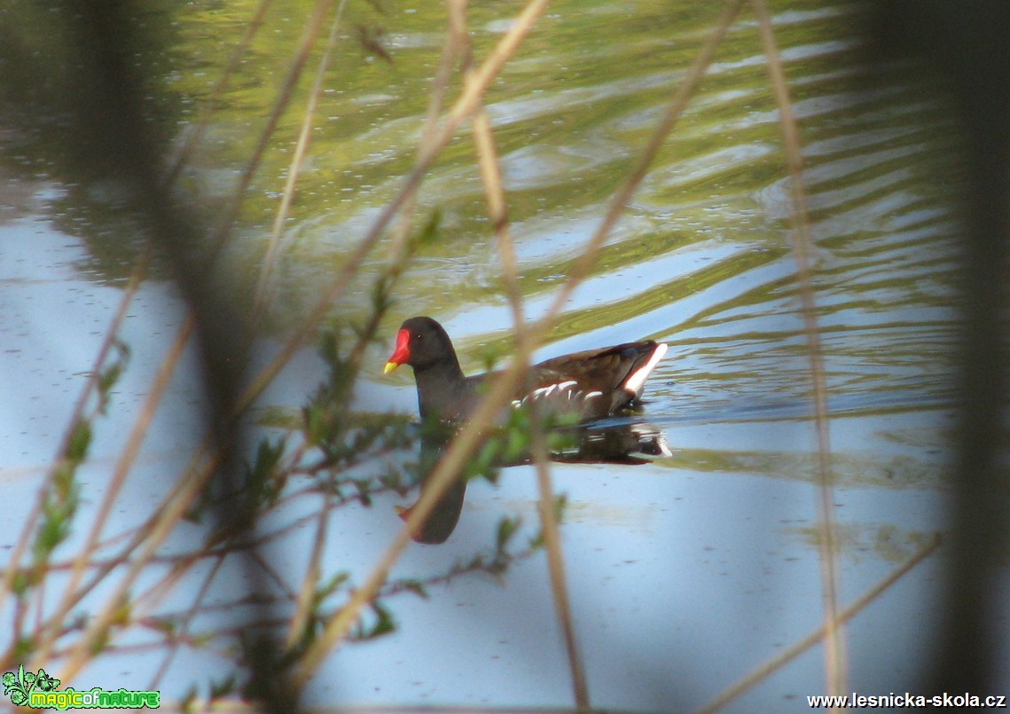 Slípka zelenonohá - Gallinula chloropus - Foto Miloslav Míšek