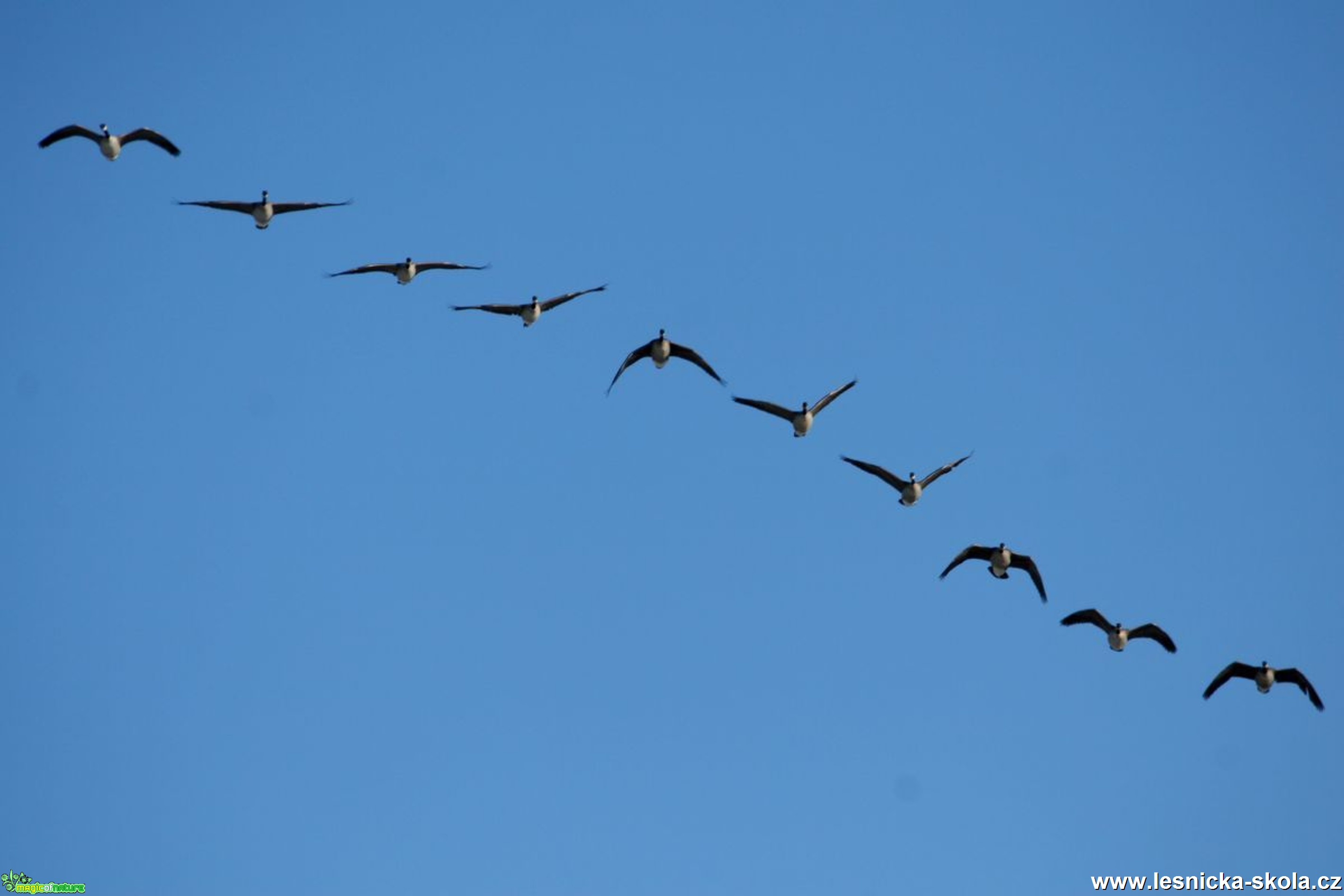 Berneška velká - Branta canadensis - Vladim_ír Petřina_NE