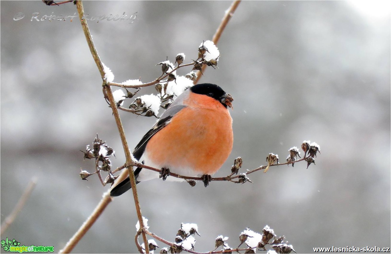 Hýl obecný - Pyrrhula pyrrhula ♂ - Foto Robert Kopecký