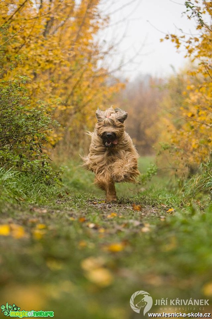 Jolly (Contra la Corriente Velmond) - Foto Jiří Křivánek (6)