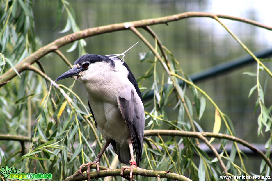 Kvakoš noční - Nycticorax nycticorax - Foto David Hlinka (1)