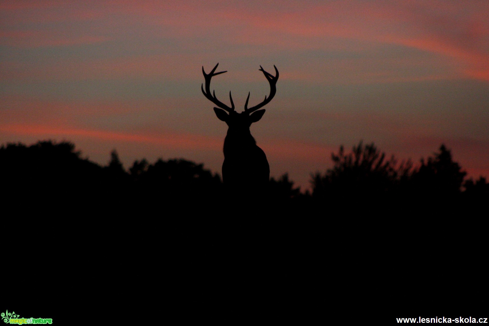 Magické setkání s jelenem - Foto Lukáš Janata