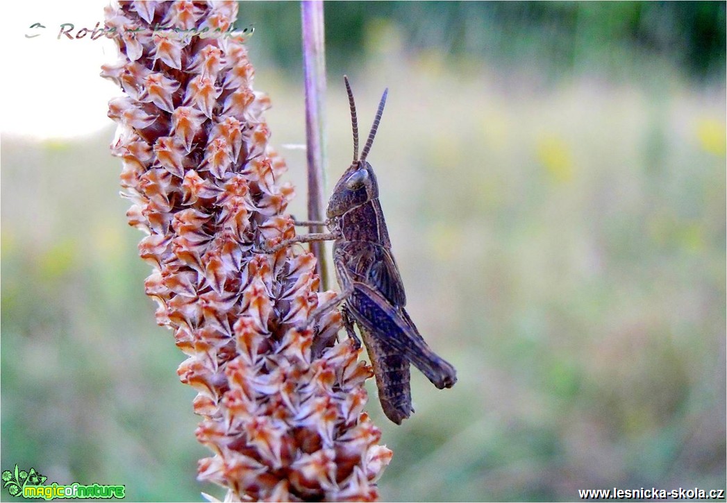 Saranče luční - Chortippus dorsatus - Foto Robert Kopecký