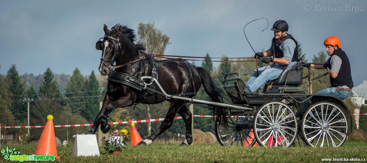 Vozatajské závody v Mimoni - říjen 2014 - Foto Roman Brož (8)