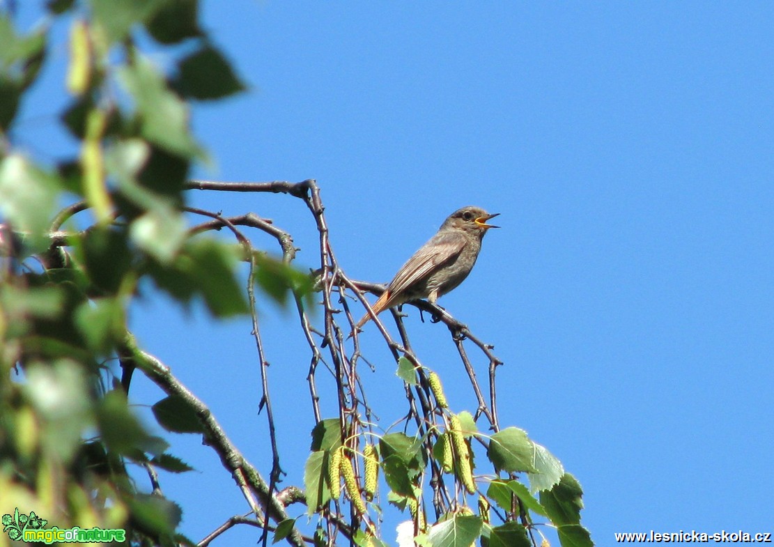 Rehek zahradní -  Phoenicurus phoenicurus - Foto Miloslav Míšek (2)