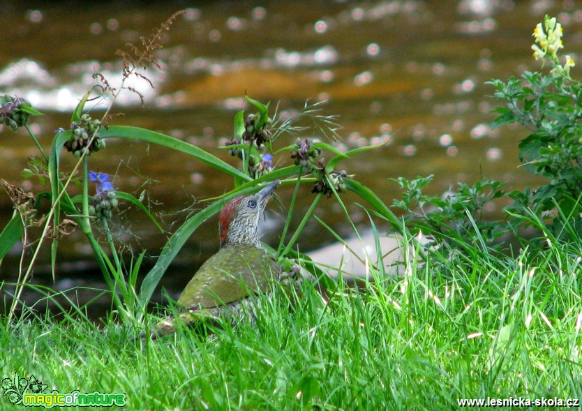 Žluna zelená -  Picus viridis - Foto Miloslav Míšek (1)