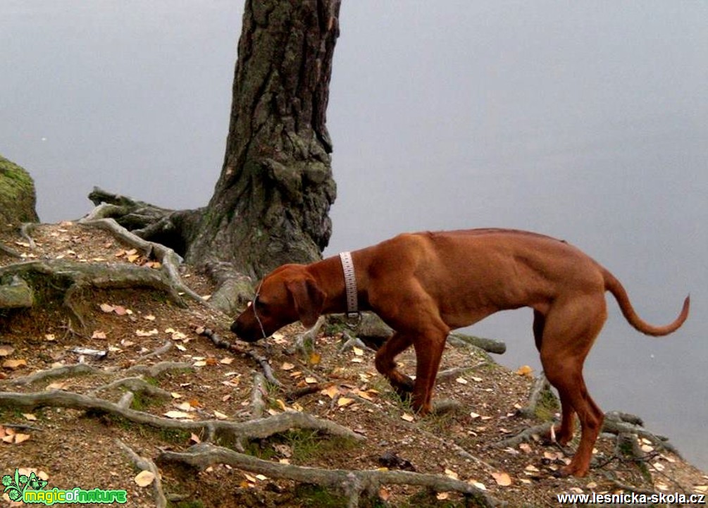 Rhodéský ridgeback - Foto Jaroslava Jechová (1)