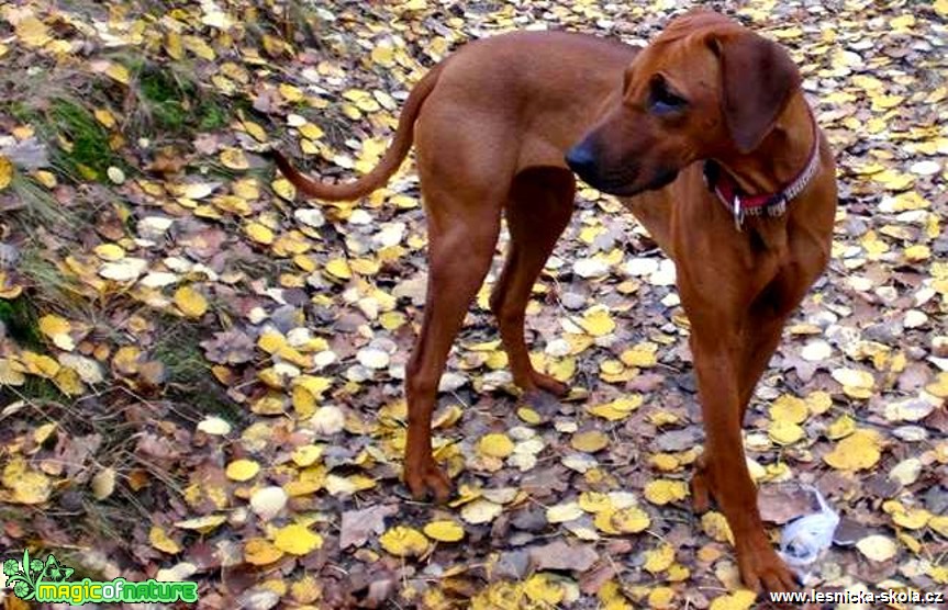 Rhodéský ridgeback - Foto Jaroslava Jechová