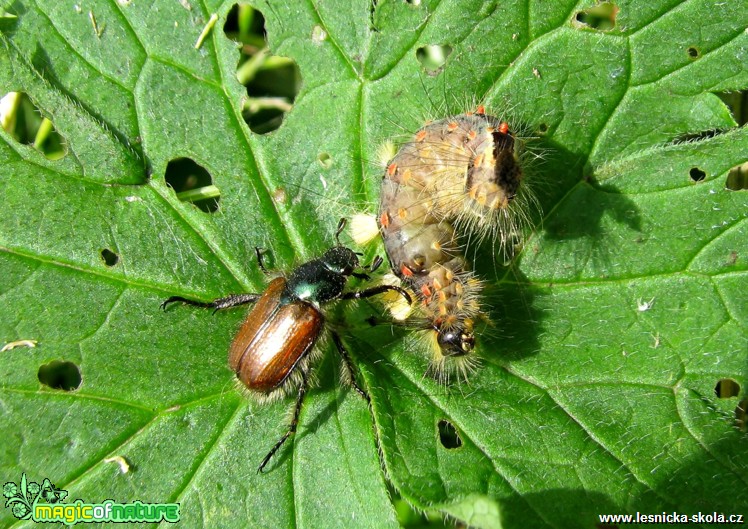 Štětconoš trnkový - Orgyia antigua a Listokaz zahradní - Phyllopertha horticola - Foto Miloslav Míšek