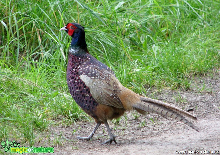 Bažant obecný - Phasianus colchicus - Foto Miloslav Míšek