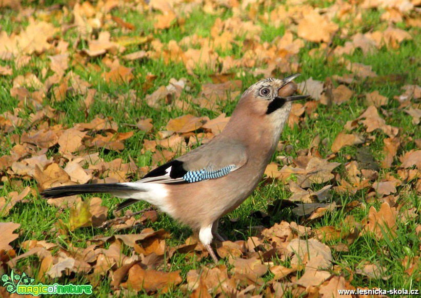 Sojka obecná -  Garrulus glandarius - Foto Miloslav Míšek