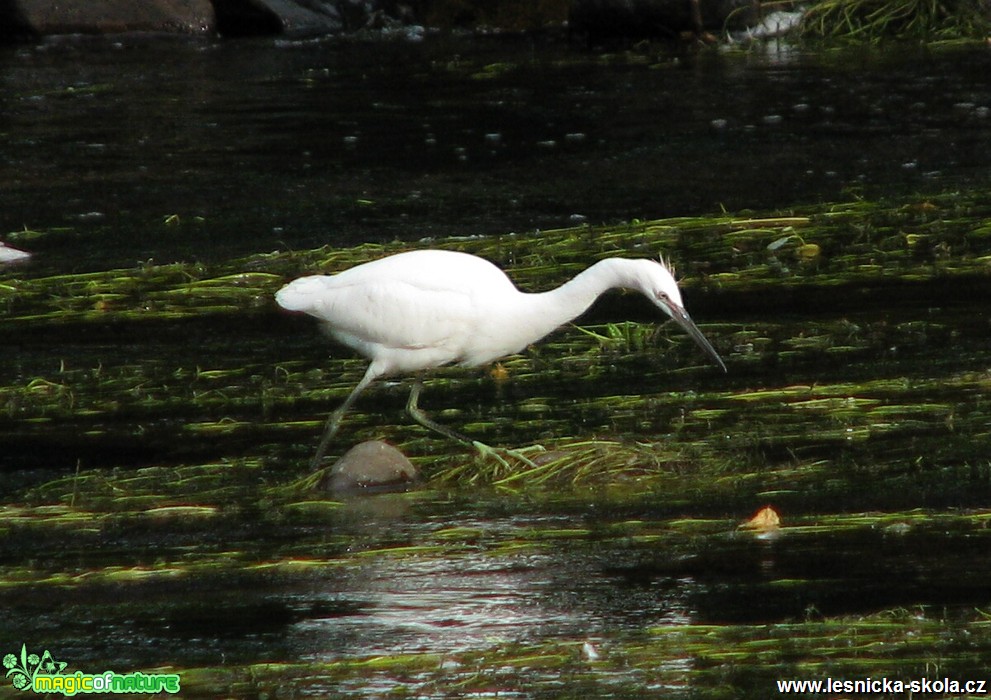 Volavka stříbřitá - Egretta garzetta - Foto Miloslav Míšek