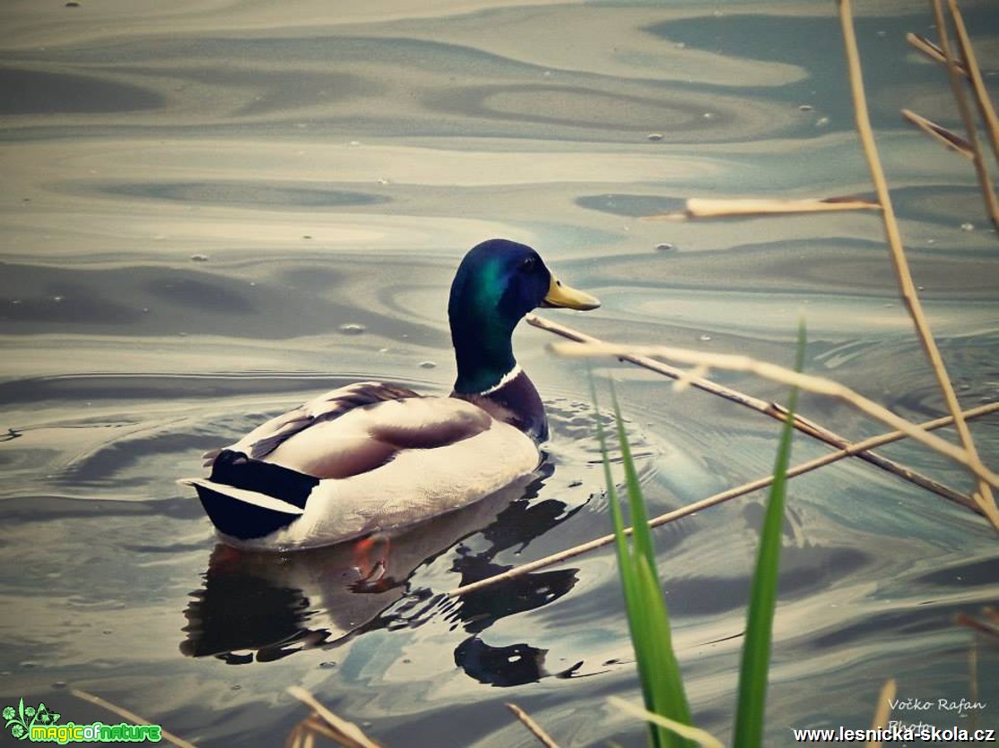 Kachna obecná - Anas platyrhynchos - Foto Jiří Havel (2)