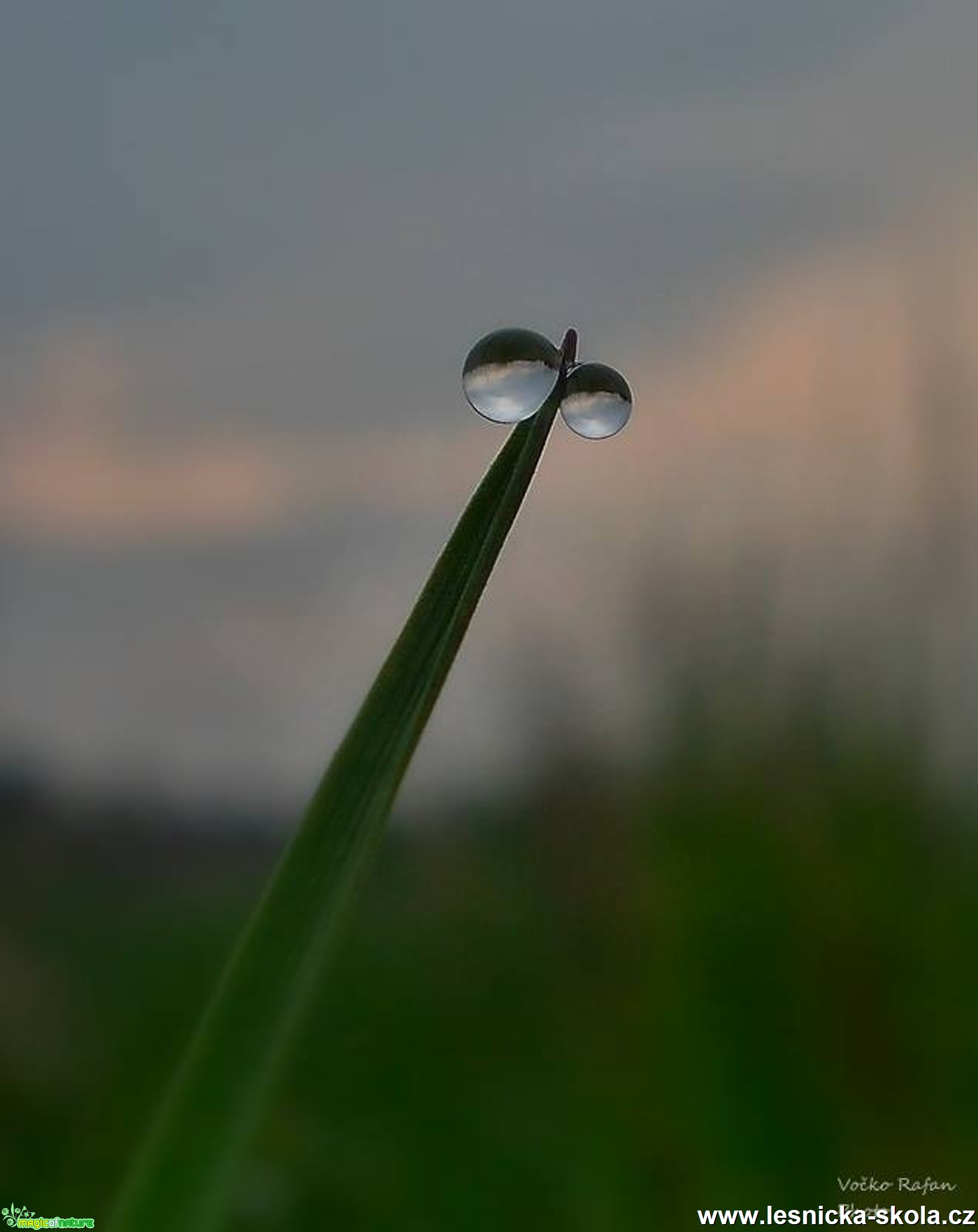 Kapky - Foto Jiří Havel