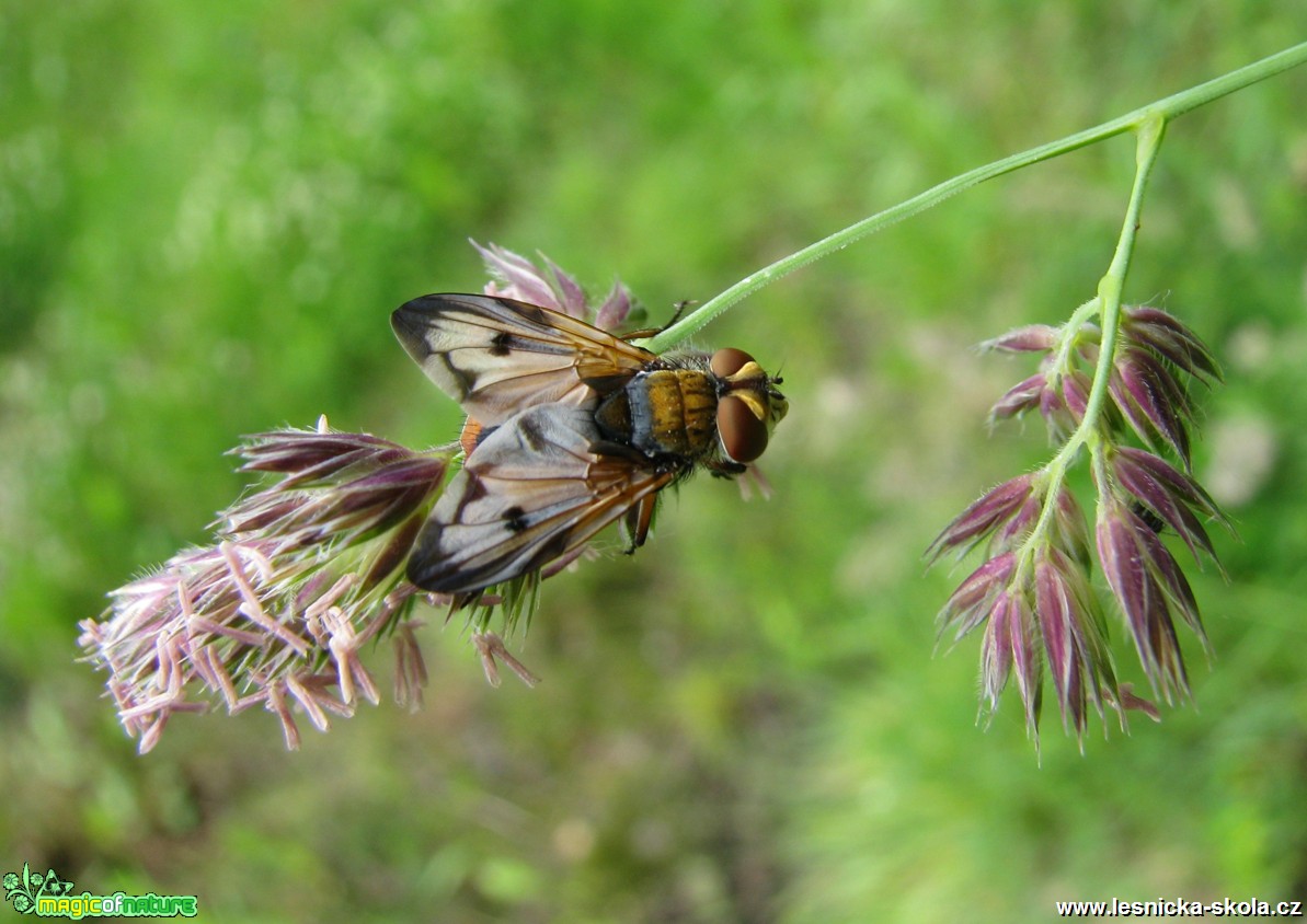 Pestřenka chlumní - Leucozona lucorum - Foto Miloslav Míšek