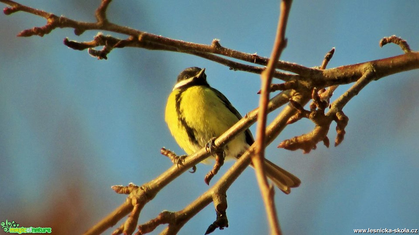 Sýkora koňadra - Parus major - Foto Rasťo Salčík (1)