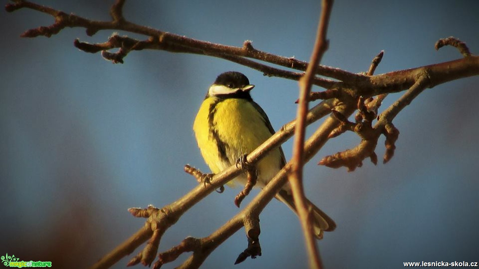 Sýkora koňadra - Parus major - Foto Rasťo Salčík (2)