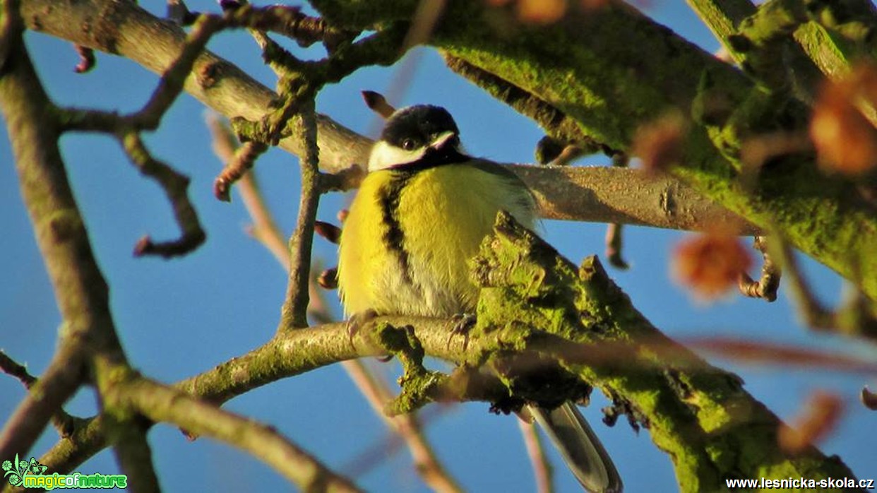 Sýkora koňadra - Parus major - Foto Rasťo Salčík