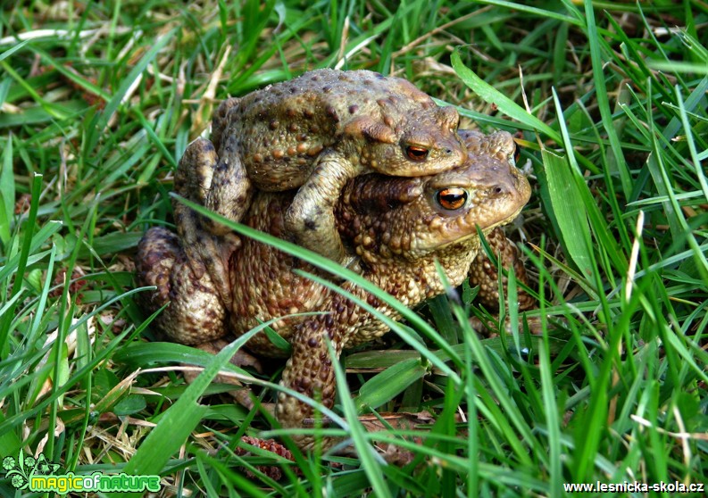 Ropucha obecná -  Bufo bufo - Foto Miloslav Míšek