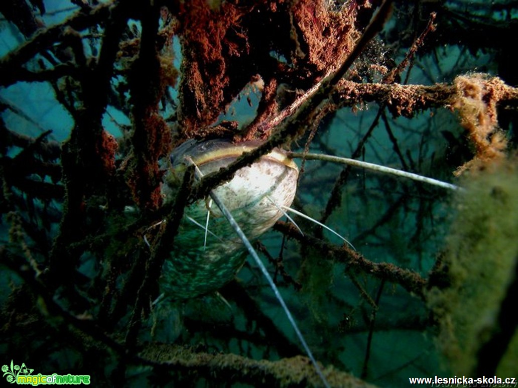 Sumec velký - Silurus glanis - Foto Tomáš Kunze (1)