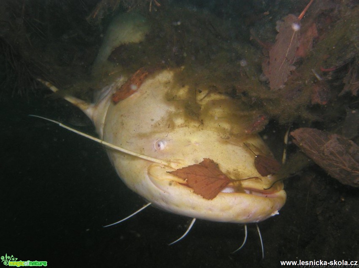 Sumec velký - Silurus glanis - Foto Tomáš Kunze (2)