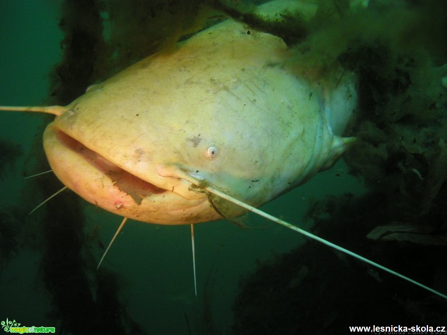 Sumec velký - Silurus glanis - Foto Tomáš Kunze (3)