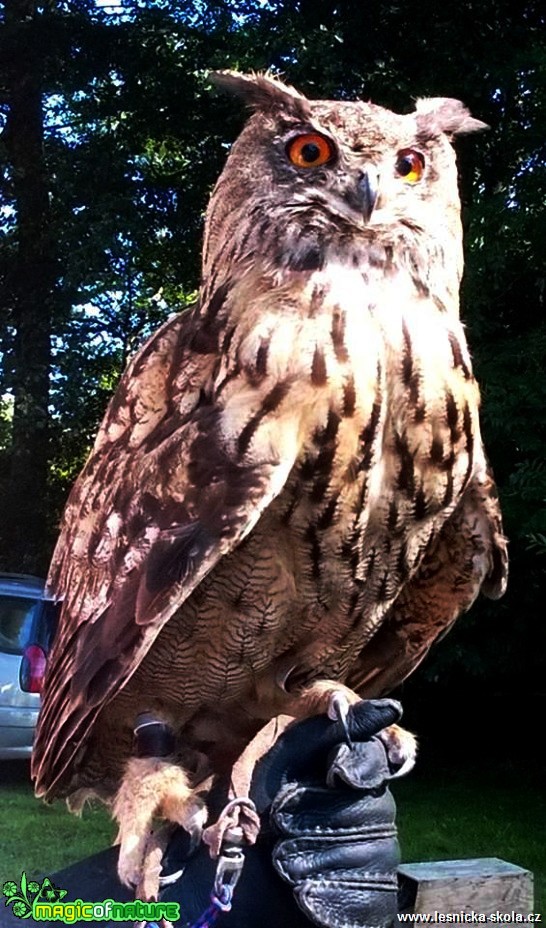 Výr velký - Bubo bubo - Foto Radka Mizerová