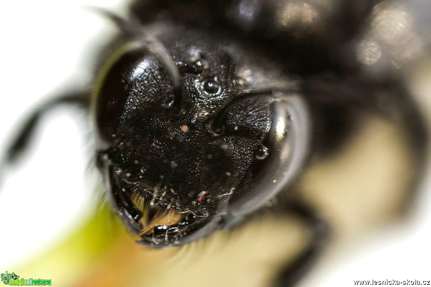 Drvodělka fialová - Xylocopa violacea - Foto Jana Vondráčková (1)