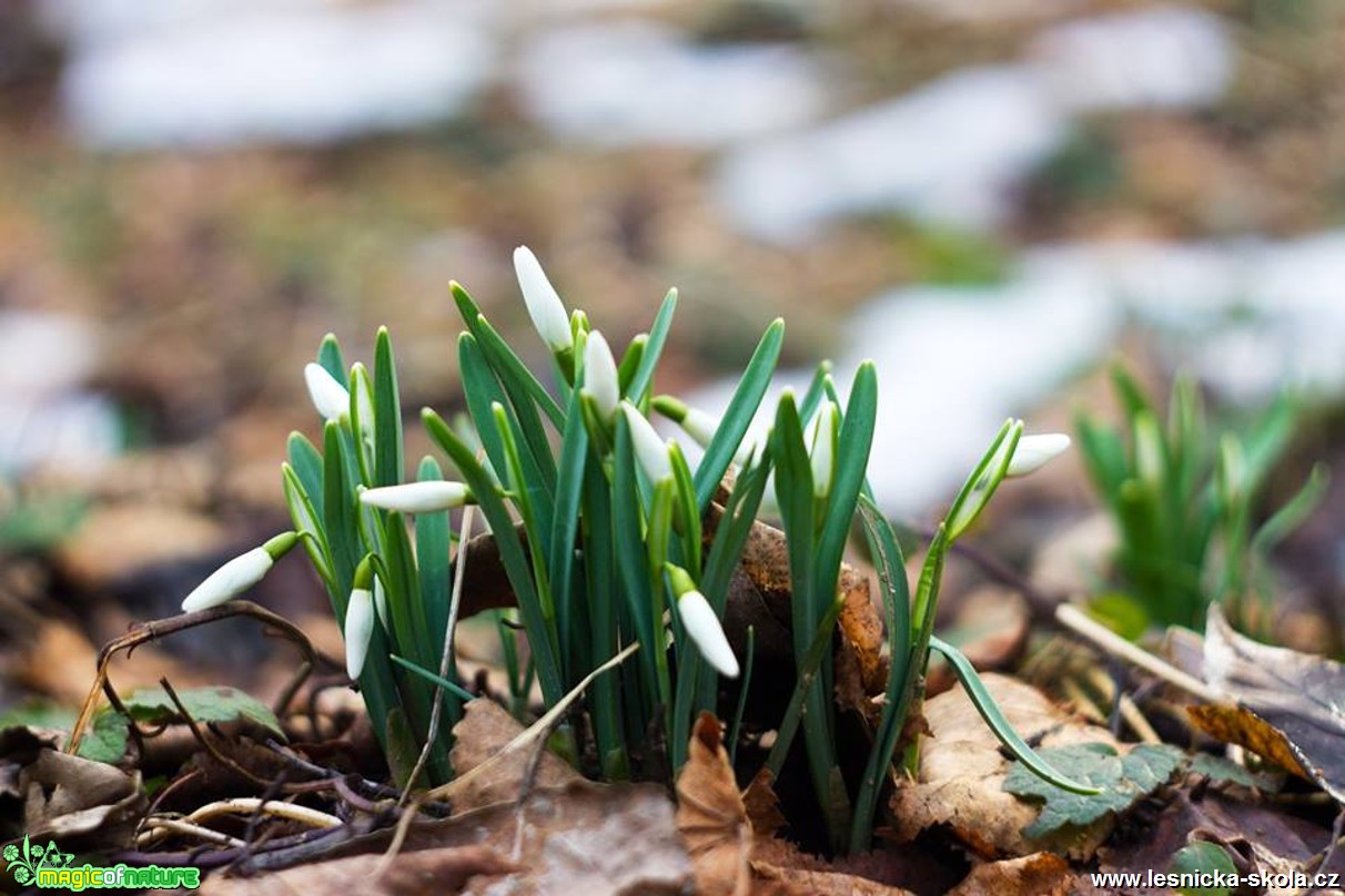 Sněženka podsněžník - Galanthus nivalis - Foto Jan Valach (3)