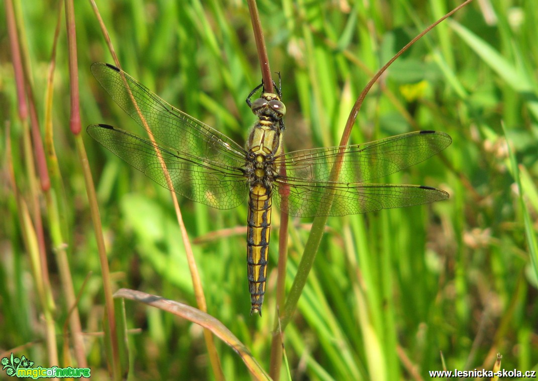 Klínatka rohatá - Ophiogomphus cecilia - Foto Miloslav Míšek