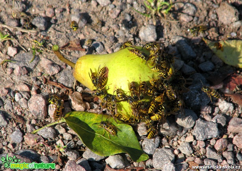 Vosa obecná - Vespa vulgaris - Foto Miloslav Míšek