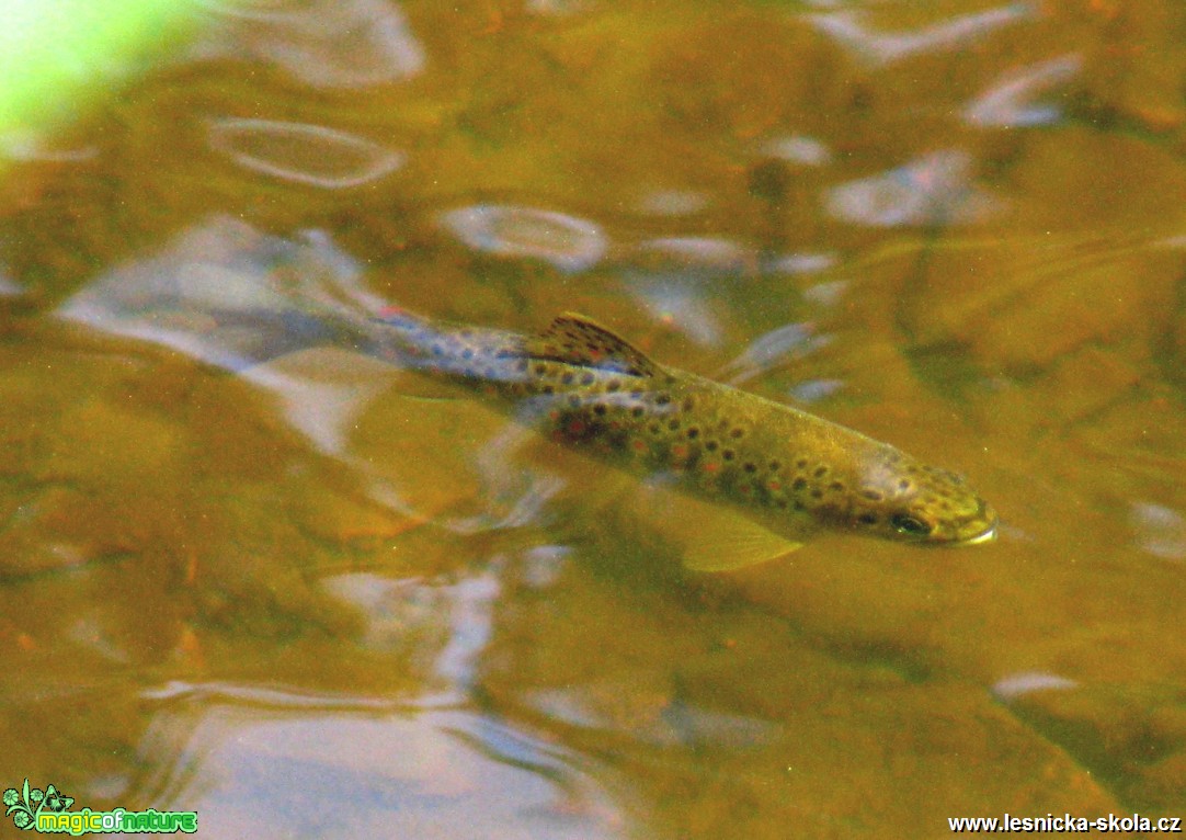 Pstruh duhový - Oncorhynchus mykiss - Foto Miloslav Míšek