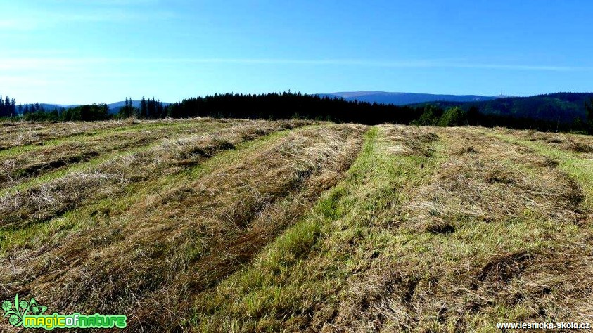 Hrubý Jeseník - Morgenland - Foto Jaroslav Pávek (2)