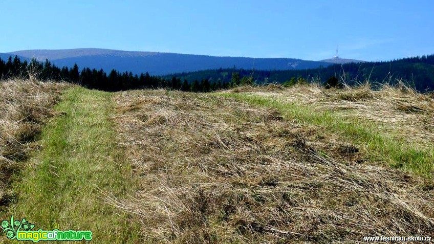 Hrubý Jeseník - Morgenland - Foto Jaroslav Pávek (3)